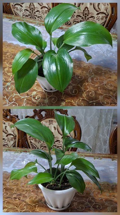 Комнатные цветы разные