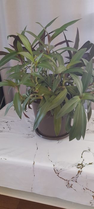 Комнатные цветы 10000