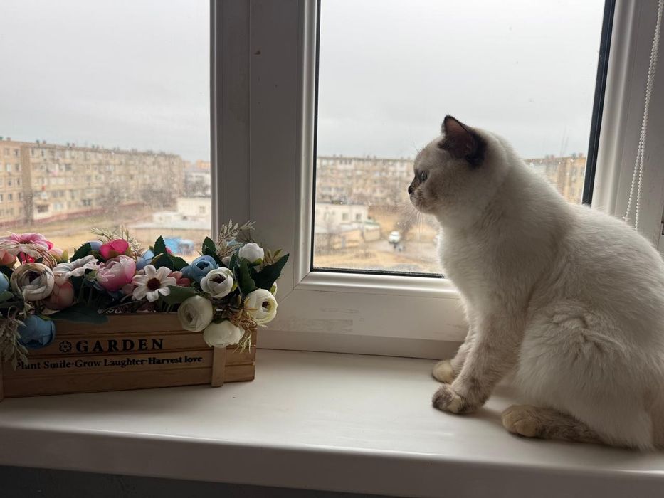 Отдам кошку в добрые руки