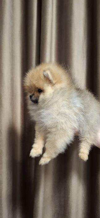 Baiat pomeranian cu pedigree fci