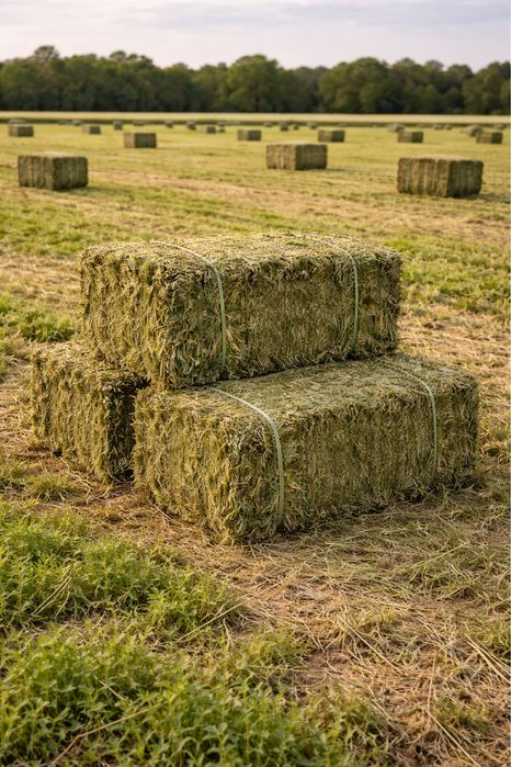 Vand baloti de lucerna