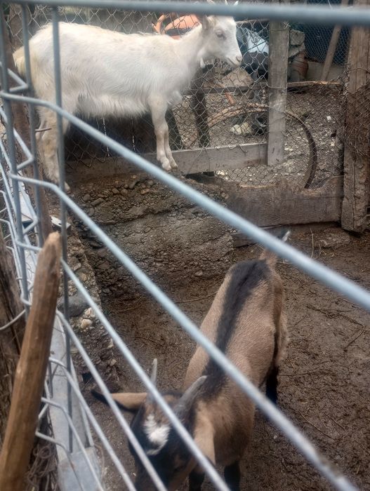 Vând 3 ieduțe din mame bune de lapte