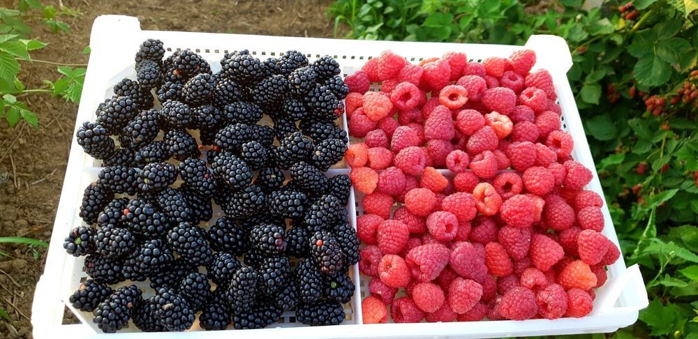 Продавам разсад Малина и Капина