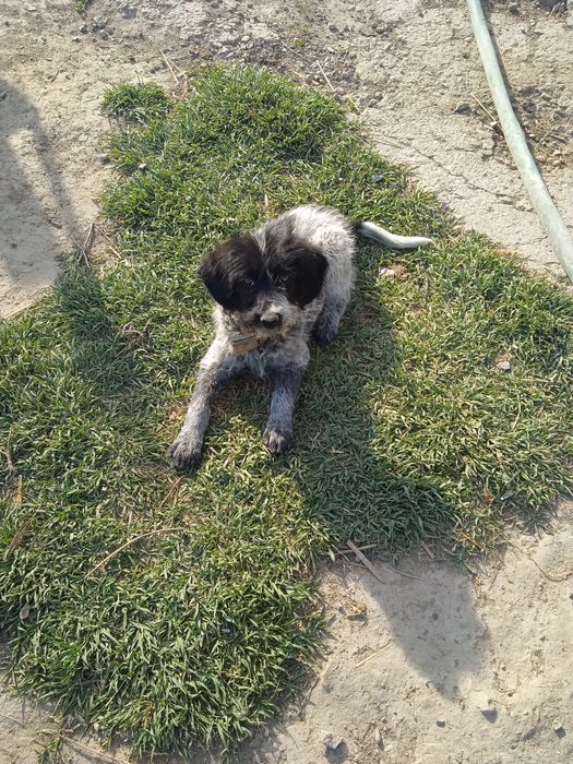 Спанель охотничая