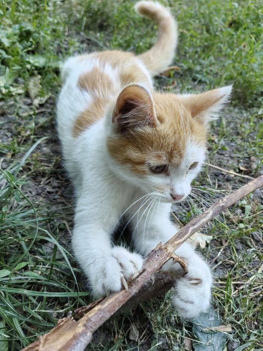 Малыш кот в добрые руки!