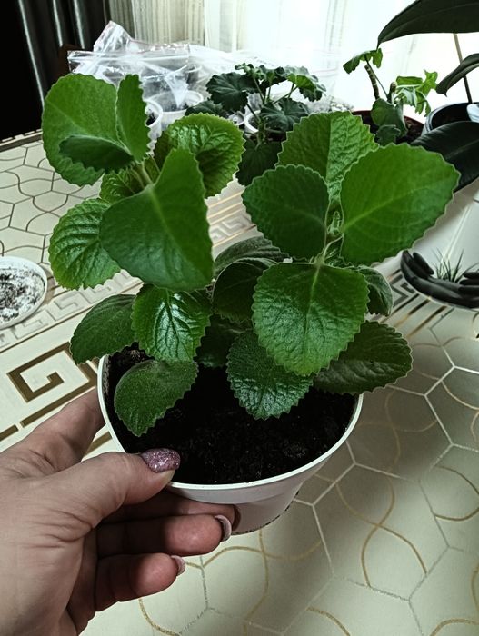 Продам комнатные цветы