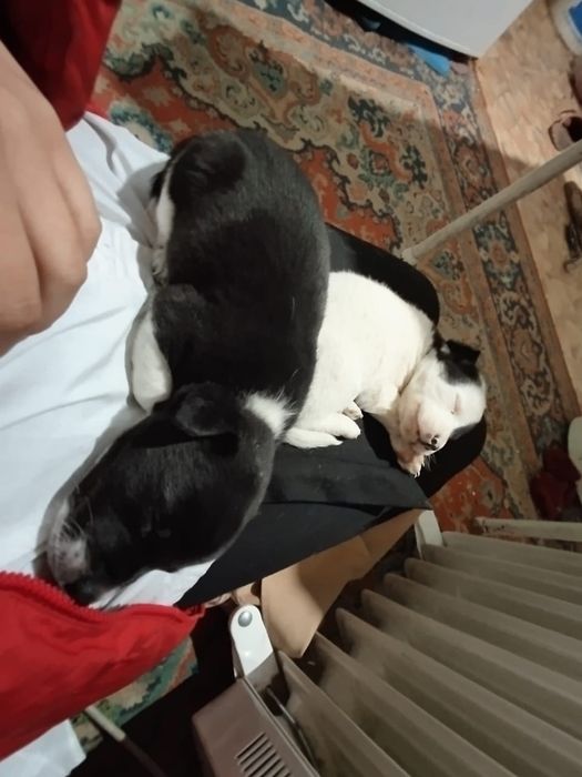 Отдам в добрые руки собак