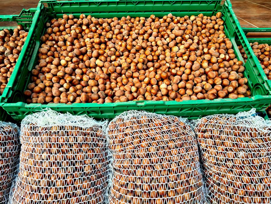 Alune de Padure Bio- Tonda Gentile Delle Langhe / Romana