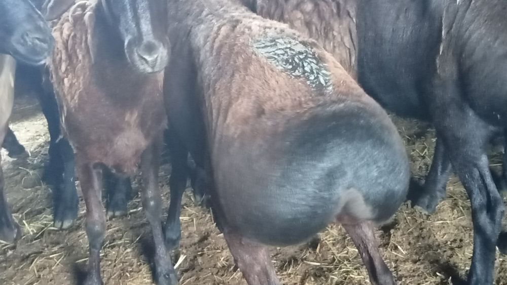 Кой сатылады!50000тг