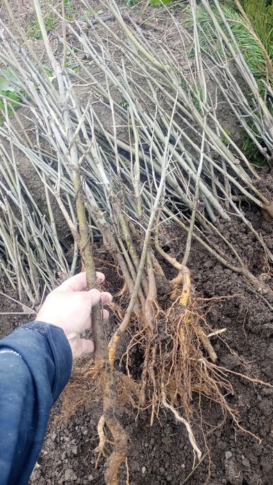 Puieti salcâm disponibil 15000.de bucăți preț 0.80 banii frasin comun