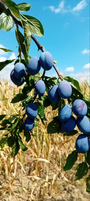 Prune stanley de vanzare