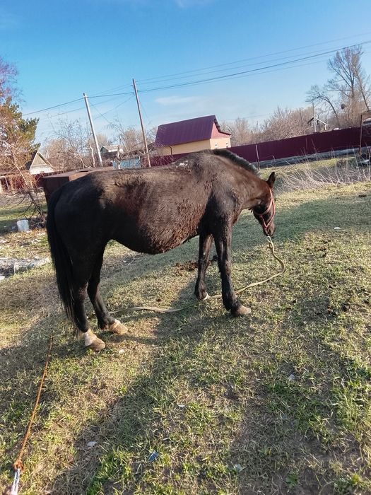 Продам лошади кобыл тай