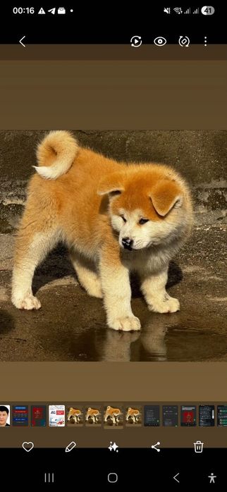 Акиту ину  щенок с отличной родословной