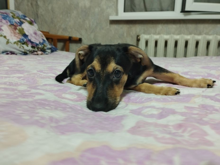Уникальные малыши ищут дом!
