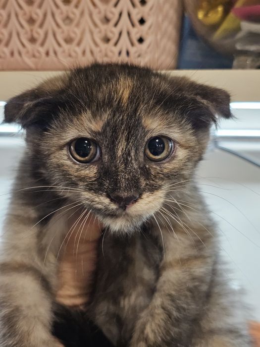 отдам котёнка в хорошие руки