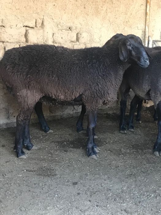 Zotga sovliqlar 9 ta