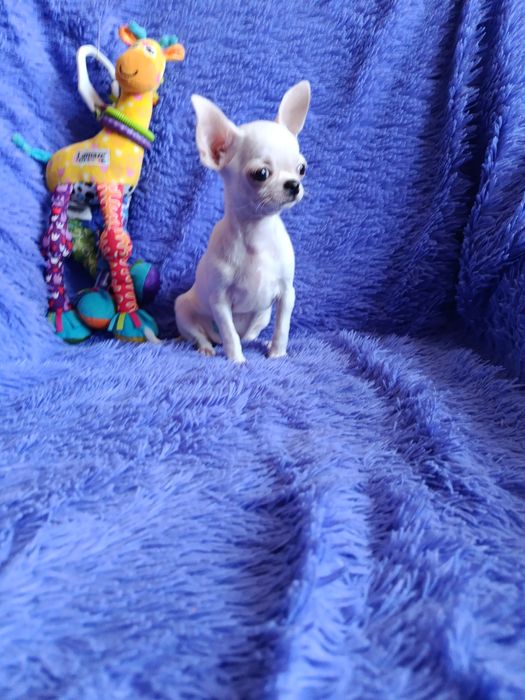 Мини девочка чихуахуа