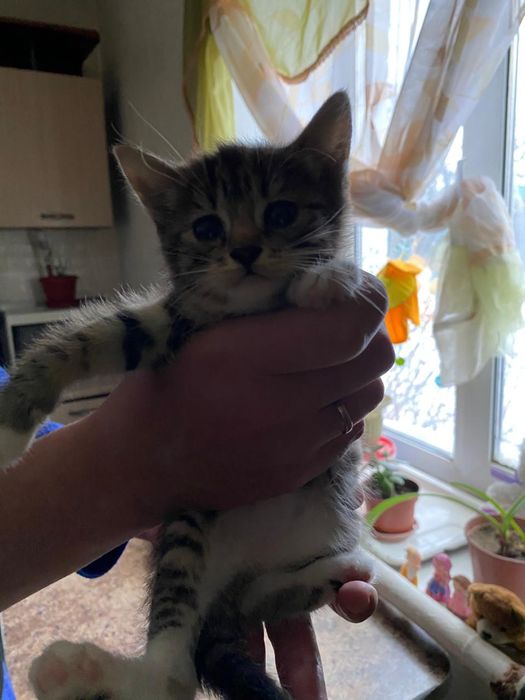 Отдам домашних котяток