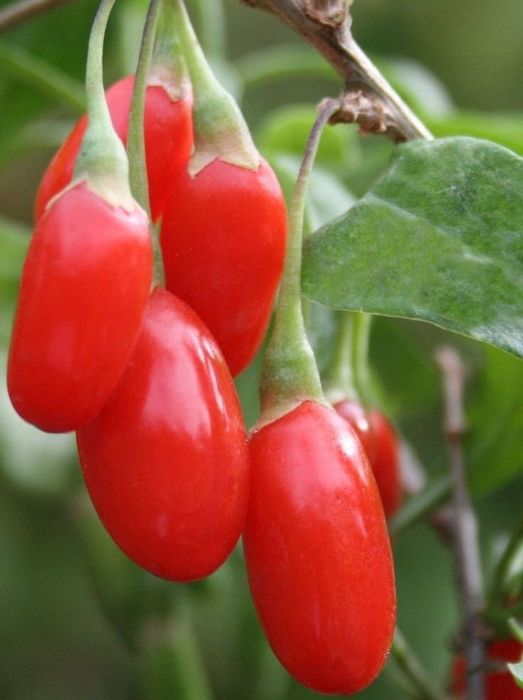 Arbuști Fructiferi (Goji )
