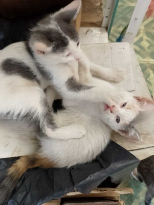 Подарявам малки котета