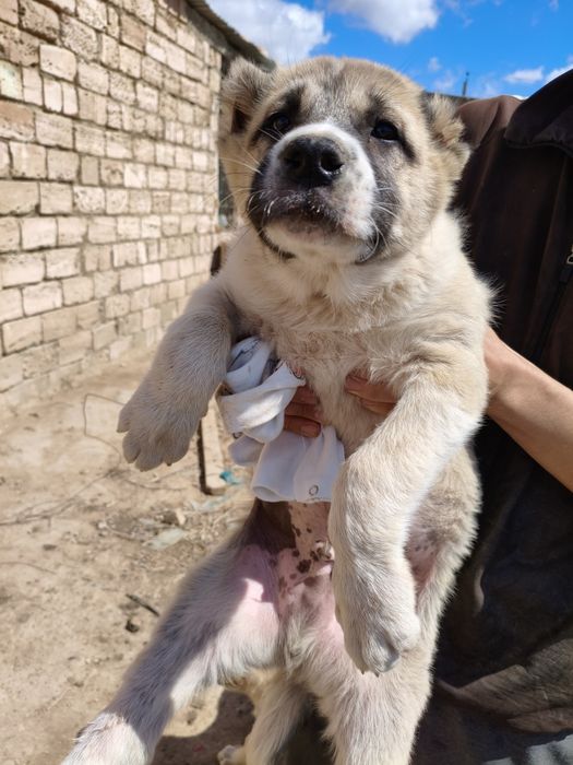 Алабай кушик ургашы