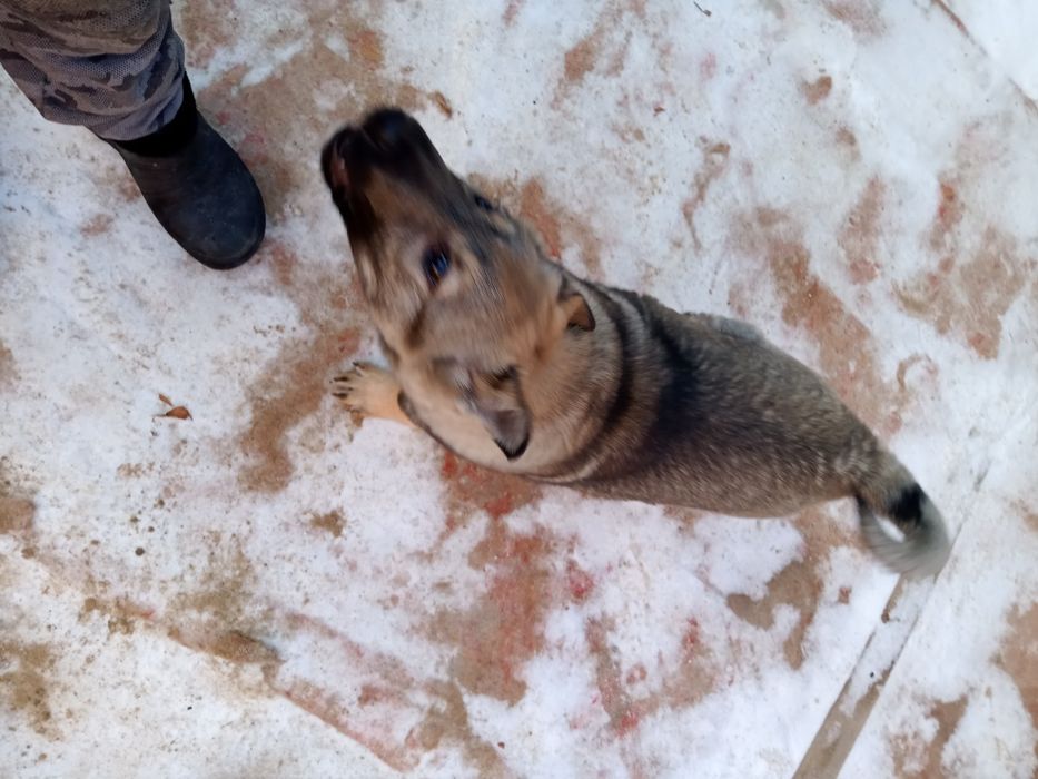 Продам Овчиренка 3 месяц