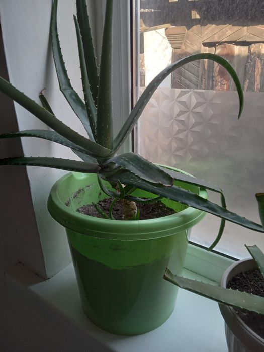 Продам алоэ ВЕРА,от 3лет до 8лет им