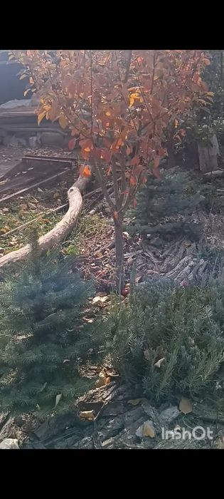 Продам ель ,елку