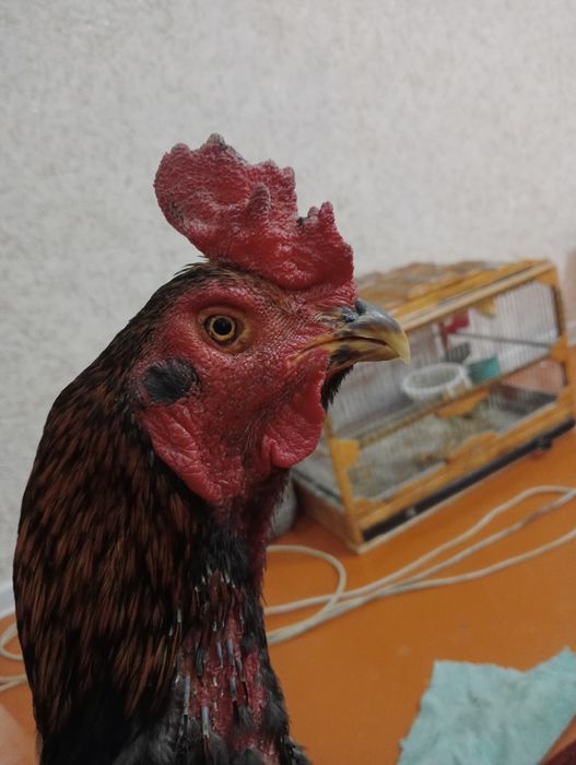 Хуроз сотилади тоза карс плотка зот