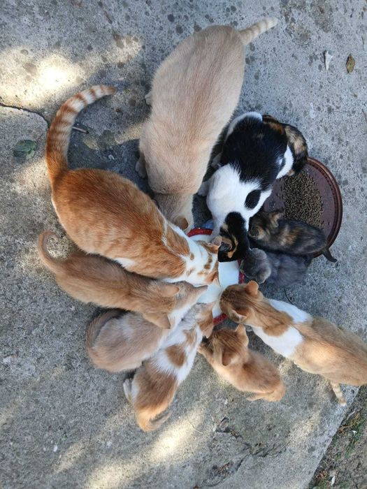 Pisici spre adopție Bacău