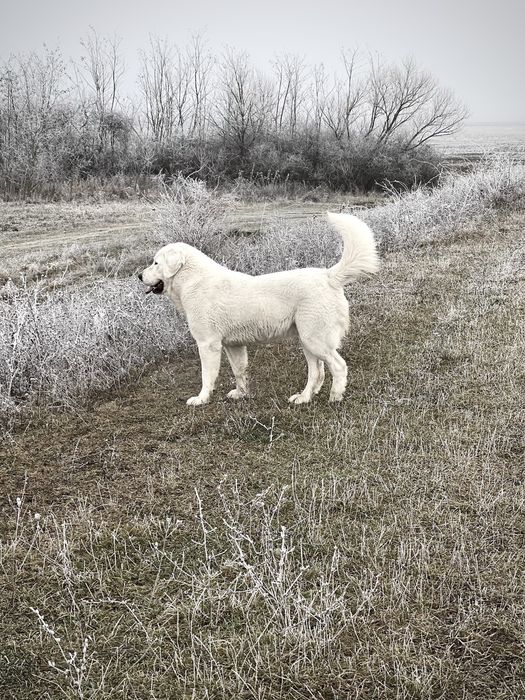 Cioabnesc de Asia Centrala