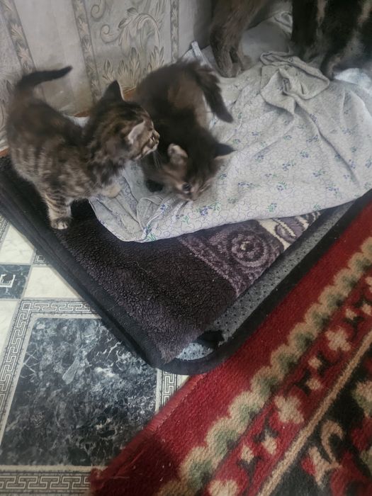 Отдам котят,котёнка