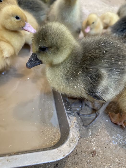 Қаз/үйрек балапандары