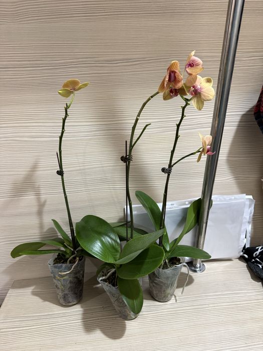 Орхидеи орхидея отцвели