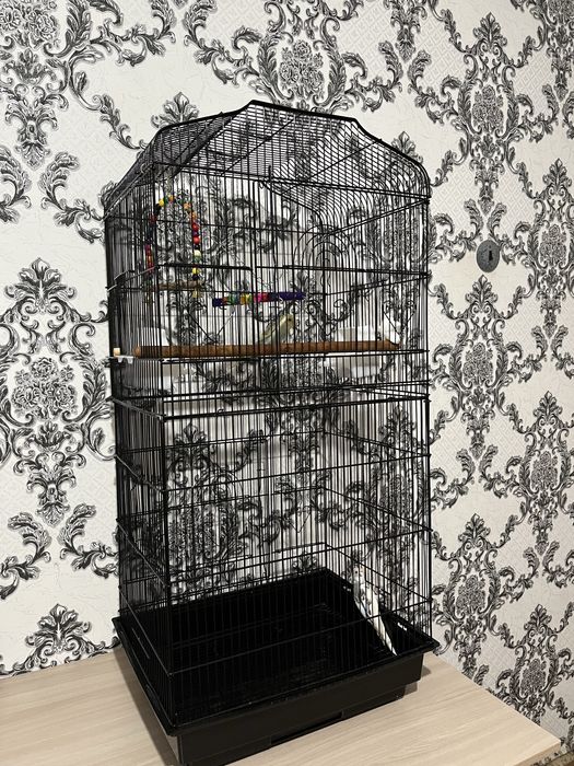 Продам попугаев в слеткой и всем необходимым