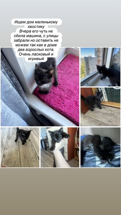 Котёнок ищет добрые руки