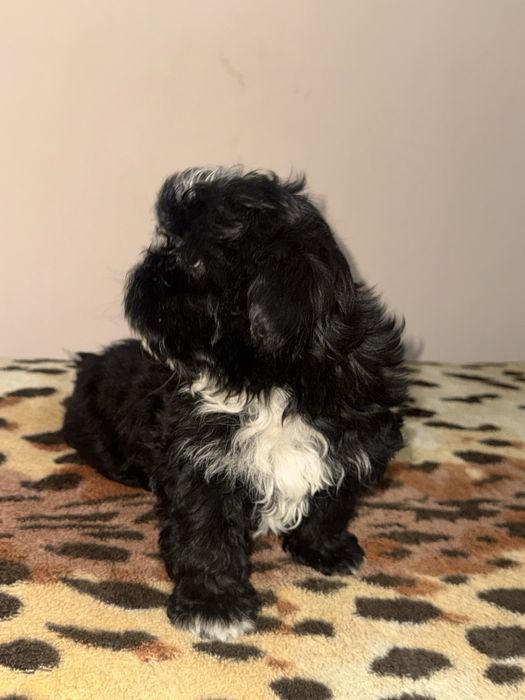 Cățel shih tzu