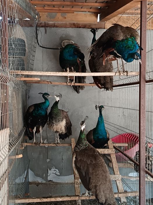 Pauni standard de 1 an si 3 luni