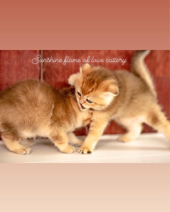 Киски ласковые