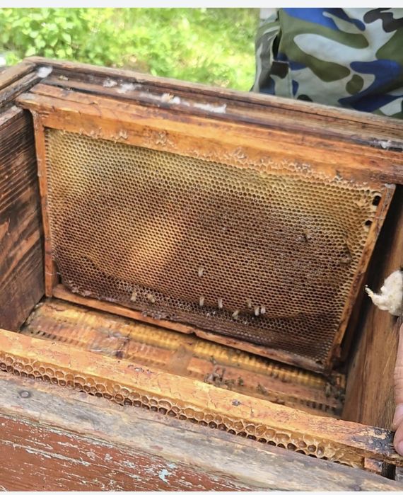 Мёд. Тарбағатай балы