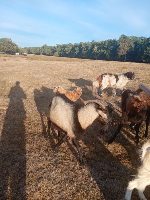 Țap de tineri buni de montă