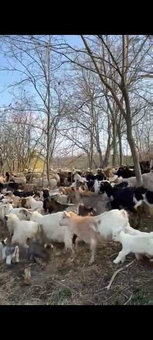 Capre și oi de vânzare