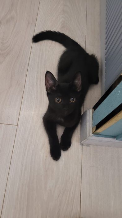 Отдам котенка в добрые руки