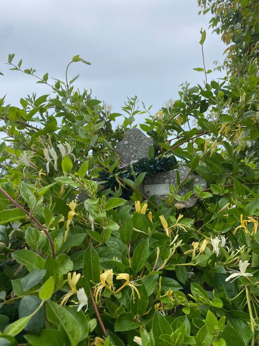 Vand loc de veci - Cimitirul Buziasului