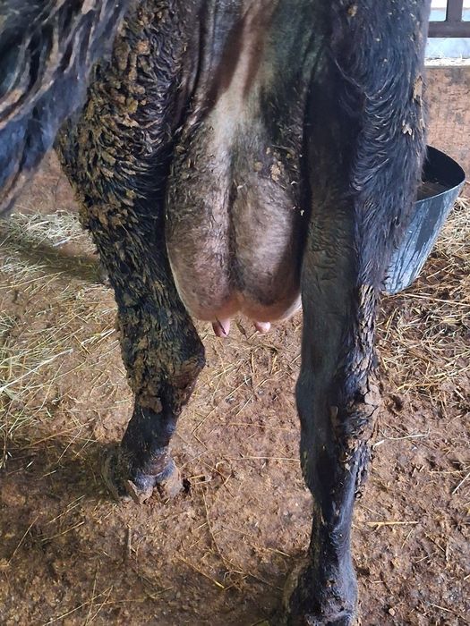 Vând vaca cu vitel de 2 săptămâni