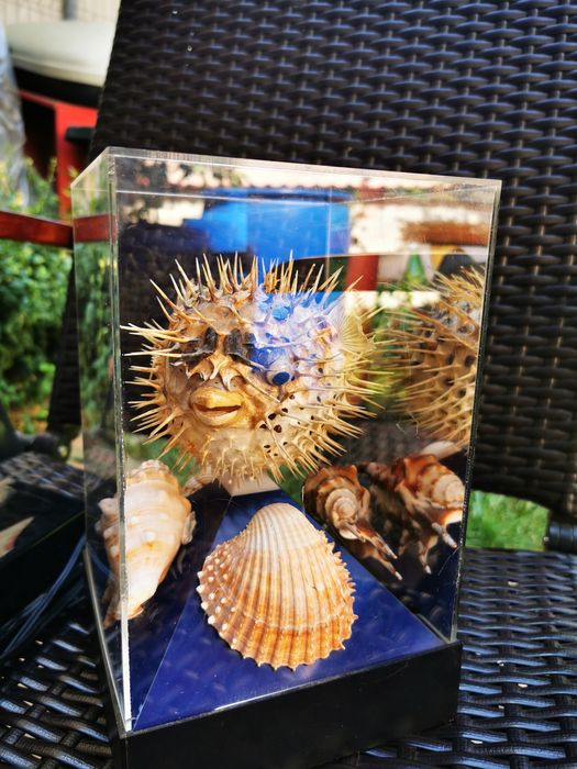 Vand lampa de veghe cu peste balon conservat foarte bine