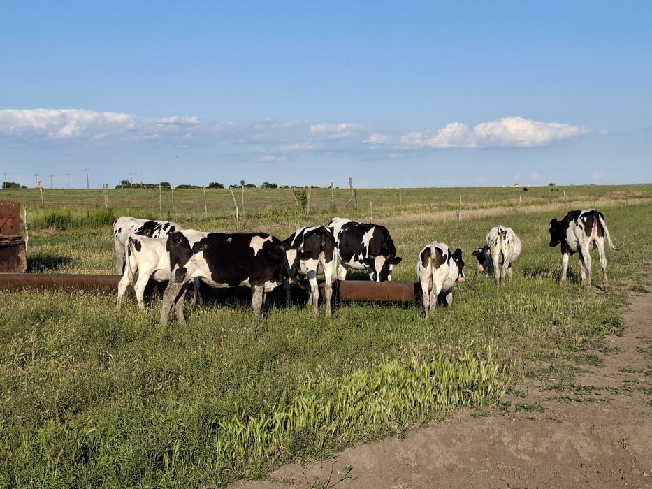 Vițele Holstein de vânzare