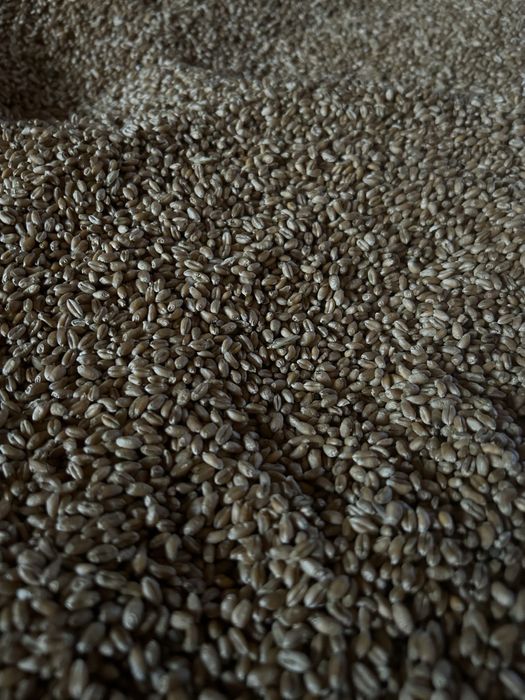 Vand grau, recolta 2025