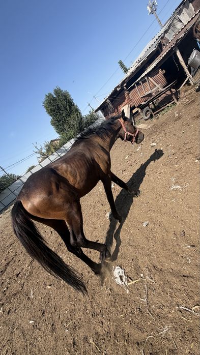 Продам жеребцааа