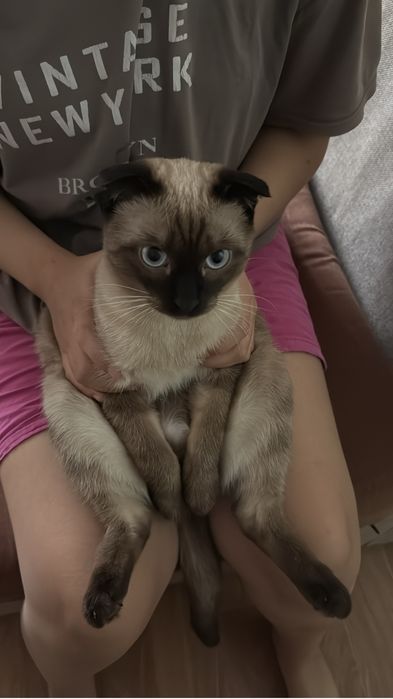 Ищем кошечку для нашего кота